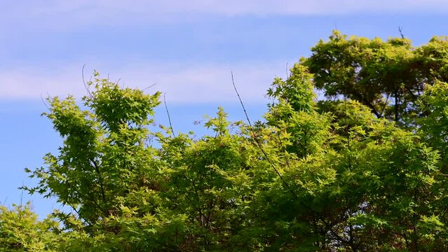 Acer palmatum green sango kaku tree.