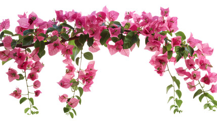 pink bougainvillea flowers isolated on white background, clipping path