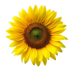 Obraz premium Sun flower isolated on transparent background
