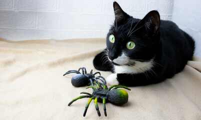 A black cat lies on the bedspread next to him creepy toy spiders. Halloween Concept - obrazy, fototapety, plakaty