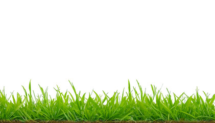 Grass Soil Patch Crop Weed Plant