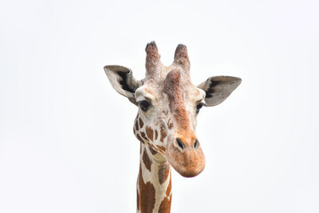 Animal photography, portrait of a giraffe on a light background.