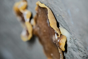 Peziza vesiculosa is a member of the family Pezizaceae, genus Peziza. Mushroom on dirty moist brick wall