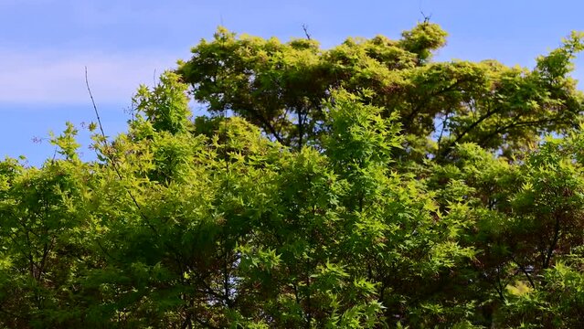 Acer palmatum green sango kaku tree.