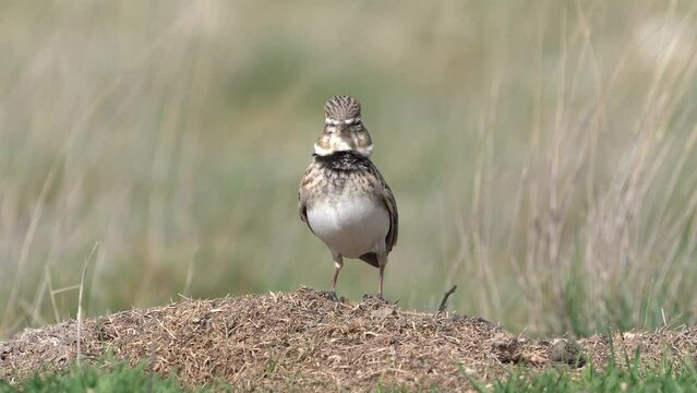 Calandra Lark bird in the field