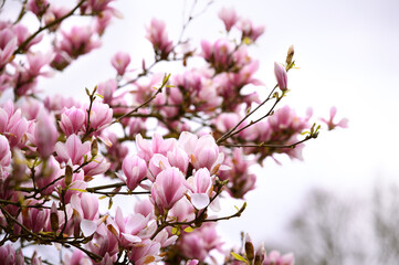 Zweige voller Magnolienblumen am bewölkten Himmel Hintergrund