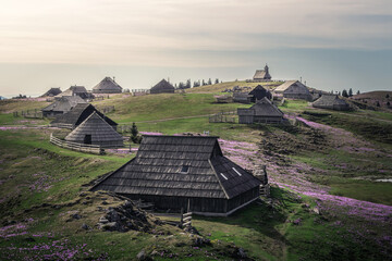 A traditional slovenian huts on the Velika planina fields with blooming safron between the grasses.