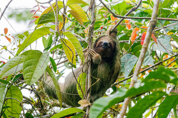 Sloth of Costa Rica © Jason
