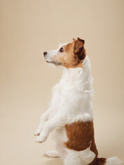 Trained Jack Russell Terrier dog performing a beg, Elegance in simplicity against a soft beige canvas - 780023563