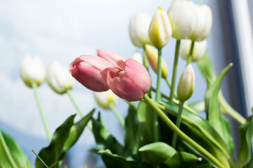 Red and white tulip spring background