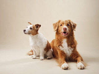 Two poised dogs, a Jack Russell and a Nova Scotia Duck Tolling Retriever, a studio shot on a beige backdrop - 780023789