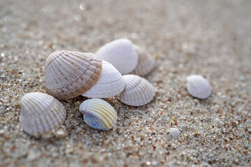 cloeup of sea shells on the sandy beach - 780025733