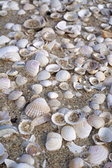 cloeup of sea shells on the sandy beach - 780025746