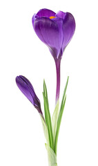 Spring flowers - Beautiful purple crocus flowers with leaves isolated on a white background.