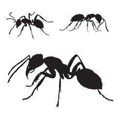 Collection of silhouette ants. Vector illustration
