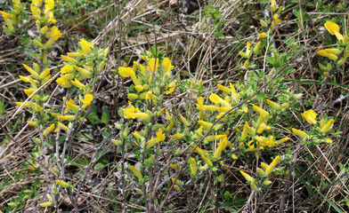 Chamaecytisus blooms in the wild