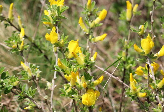 Chamaecytisus blooms in the wild