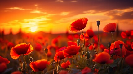 Red poppies glow under the golden light of a setting sun, symbolizing hope and the beauty of nature