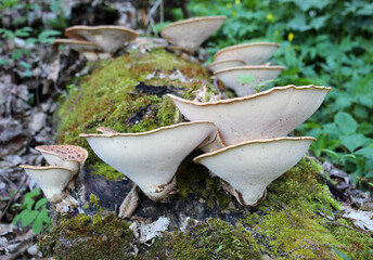 Edible tinder mushrooms cerioporus squamosus grow in nature