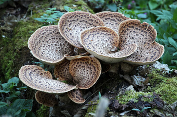 Edible tinder mushrooms cerioporus squamosus grow in nature