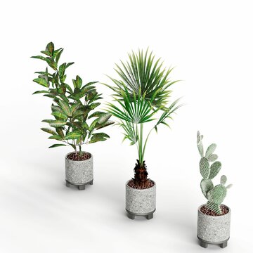 3D illustration of potted plants on a white background