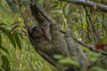 Sloth of Costa Rica © Jason