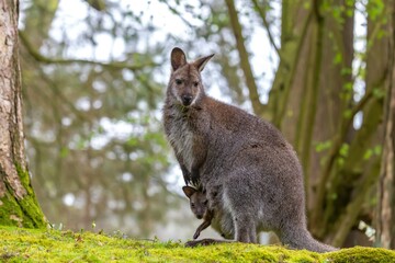 Maman Wallaby avec son petit