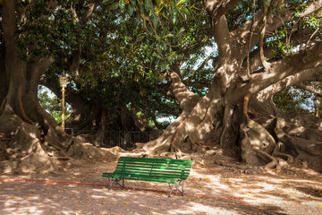 Seat under an ancient tree in Buenos Aires, Argentina
