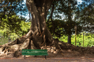 Seat under an ancient tree in Buenos Aires, Argentina