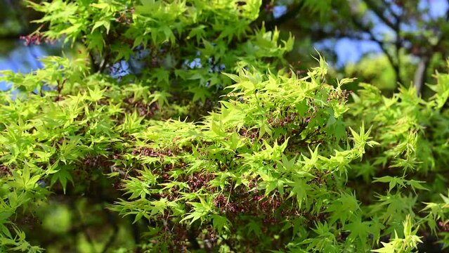 Acer palmatum green sango kaku tree.