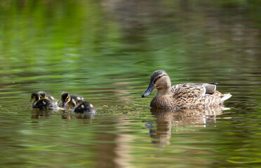 Mother Duck Looks over her young Ducklings
