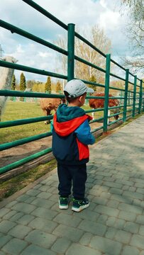 Little toddler boy standing at the fence with alpacas. Kid gives the fruit and vegetables to animals in the zoo. Vertical video.