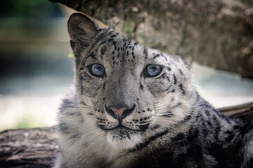 Snow leopard: A magnificent big cat in Central Asia - 780035109