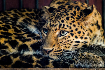 Chinese leopard: A rare and elusive big cat - 780035189