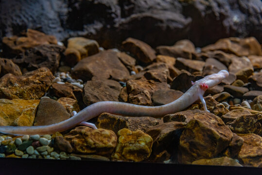 Olm Proteus Anguinus in Slovenian Postojna cave