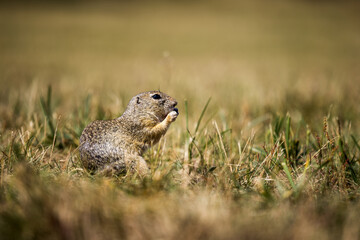 Naklejka na ściany i meble Ground squirrel: A small and charming rodent