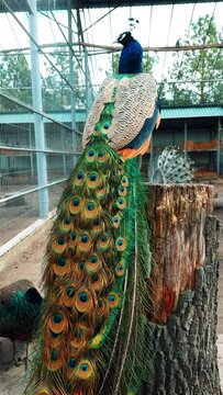 Rear view of a gorgeous peacock sitting on the stump. Amazing wild birds living in captivity. Vertical video.