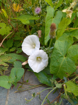 Vertical photo. Calystegia sepium, commonly known as hedge bindweed or morning glory, is a perennial flowering vine native to Europe and Asia