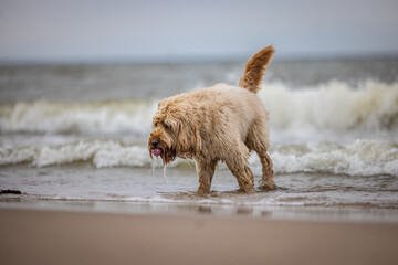  Dog Enjoying Refreshing Seawater Drink