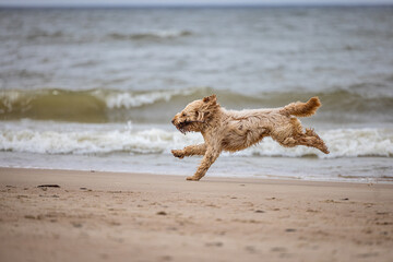 Curly-Coated Dog Enjoying a Playful Run on Sandy Beach