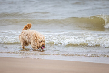  Dog Enjoying Refreshing Seawater Drink