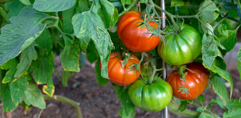 Large ripe and juicy beefsteak tomatoes in the home garden . - 780038340