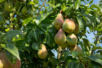 Pears tree in the summer garden. - 780038916