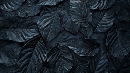 Abstract black background with large tropical leaves, dark texture. background dark nature concept...
