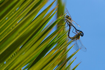 dragonflies mating in the spring