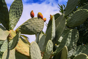 Vegetation in Greece, blooming cacti in a natural environment - 780039967
