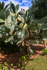 Vegetation in Greece, blooming cacti in a natural environment - 780039982
