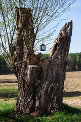 Old tree trunk, crying willow, lamp for stray - 780040145
