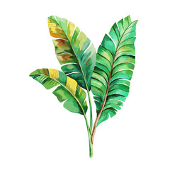 tropic green banana palm leaf watercolor on white background