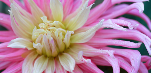 Close-up of beautiful pink dahlia flower, - 780043159